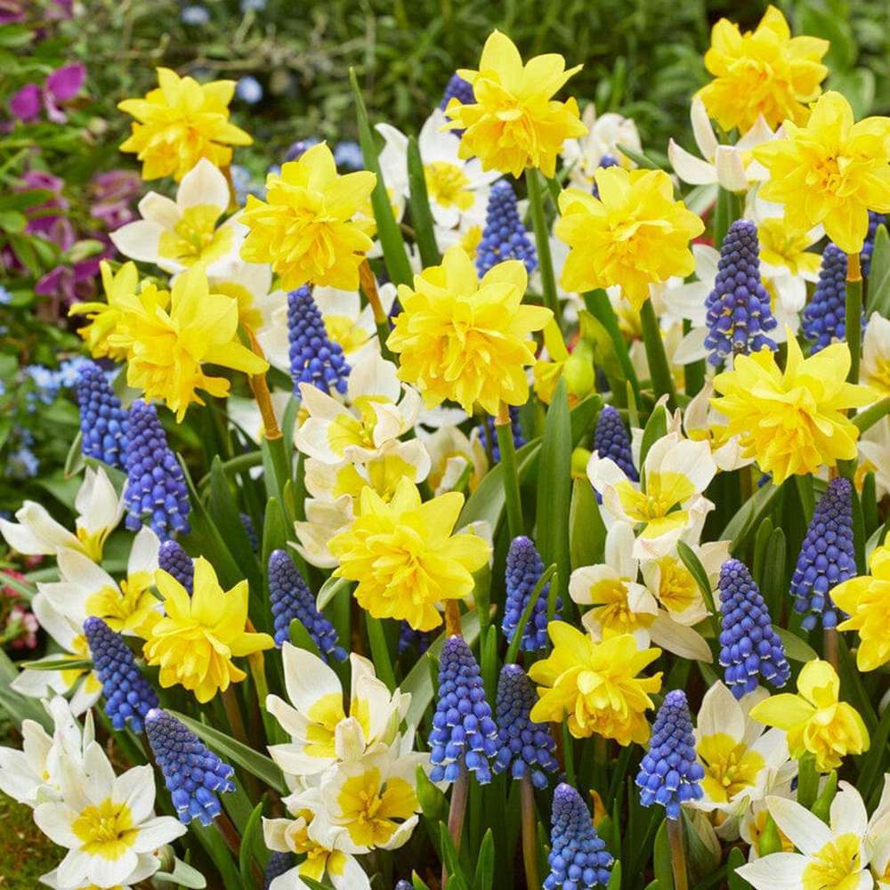 Løgblanding 'Helle'